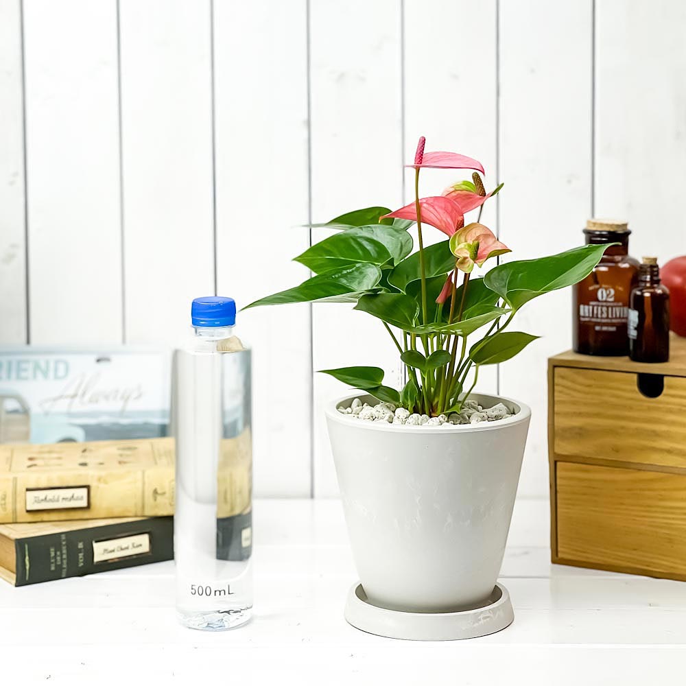 PLANCHU 観葉植物 アンスリウム ピンク 5号樹脂鉢 ホワイト サスティー付き 受け皿付き 育て方説明書付き Anthurium andraeanum cv. アンスリューム アロイド 鉢花