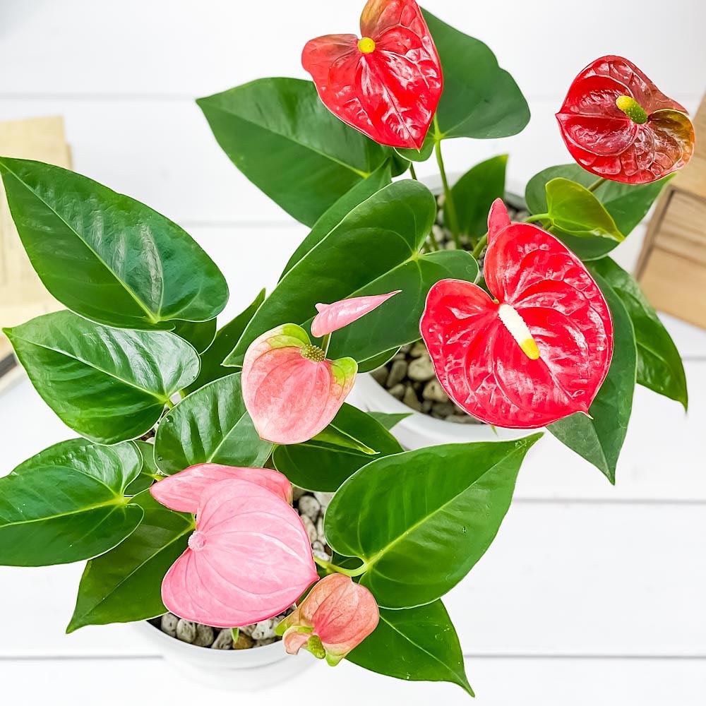PLANCHU 観葉植物 アンスリウム レッド & ピンク 2鉢セット 5号樹脂鉢 ホワイト サスティー付き 受け皿付き 育て方説明書付き アンスリューム 鉢花