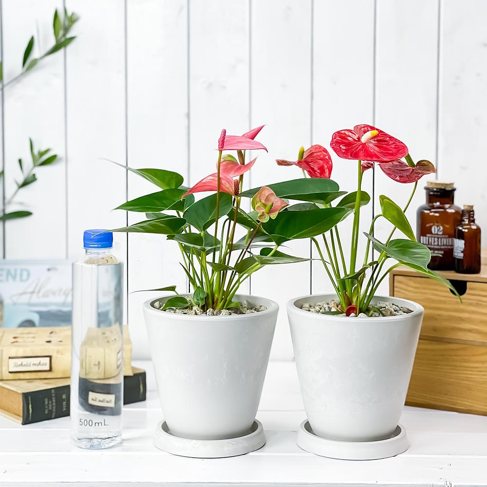 PLANCHU 観葉植物 アンスリウム レッド & ピンク 2鉢セット 5号樹脂鉢 ホワイト サスティー付き 受け皿付き 育て方説明書付き アンスリューム 鉢花