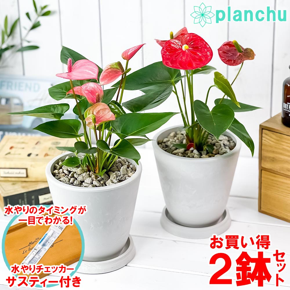 PLANCHU 観葉植物 アンスリウム レッド & ピンク 2鉢セット 5号樹脂鉢 ホワイト サスティー付き 受け皿付き 育て方説明書付き アンスリューム 鉢花