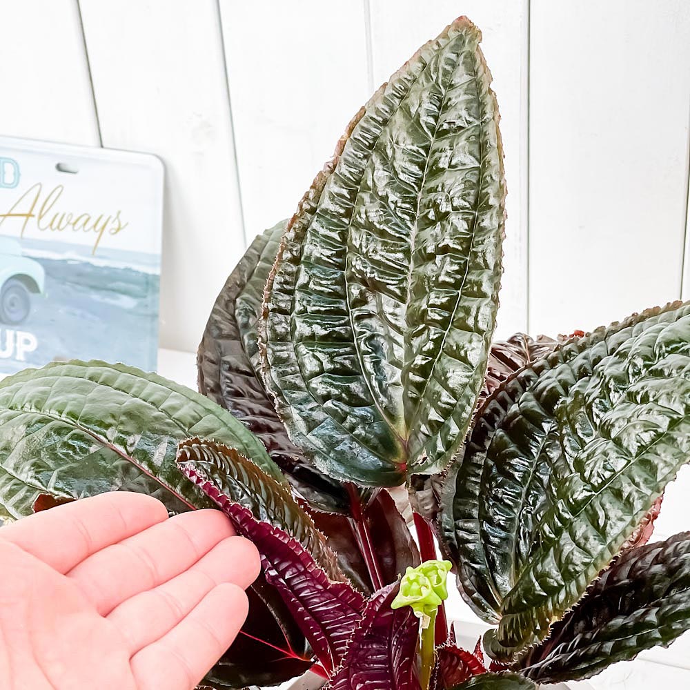 PLANCHU 観葉植物 モノレナ プリムリフロラ 5号樹脂鉢 ホワイト サスティー付き 受け皿付き 育て方説明書付き Monolena primuliflora アリ植物