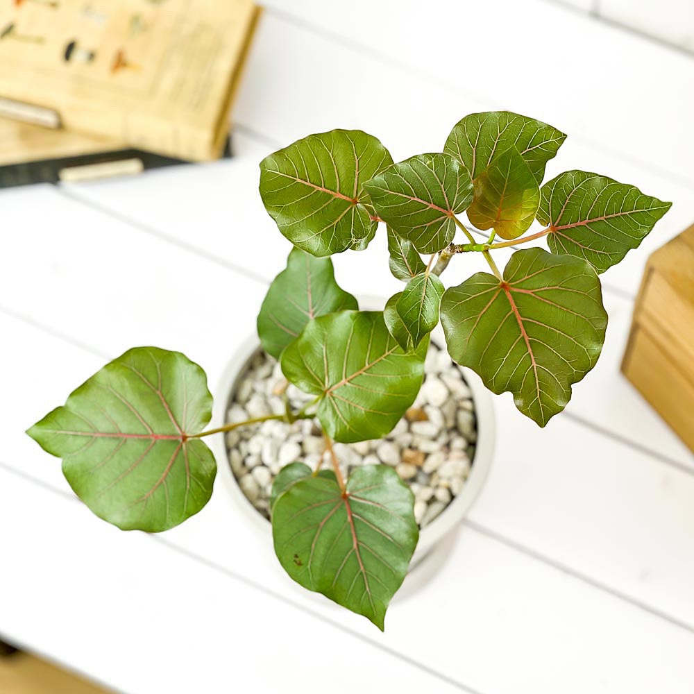 PLANCHU 観葉植物 フィカス ペティオラリス 5号樹脂鉢 ホワイト サスティー付き 受け皿付き 育て方説明書付き Ficus petiolaris アリ植物