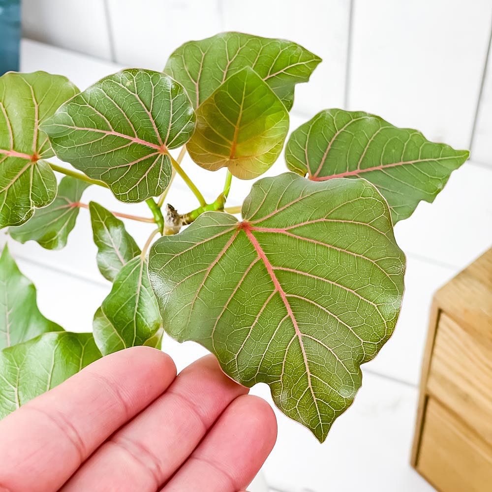 PLANCHU 観葉植物 フィカス ペティオラリス 5号樹脂鉢 ホワイト サスティー付き 受け皿付き 育て方説明書付き Ficus petiolaris アリ植物