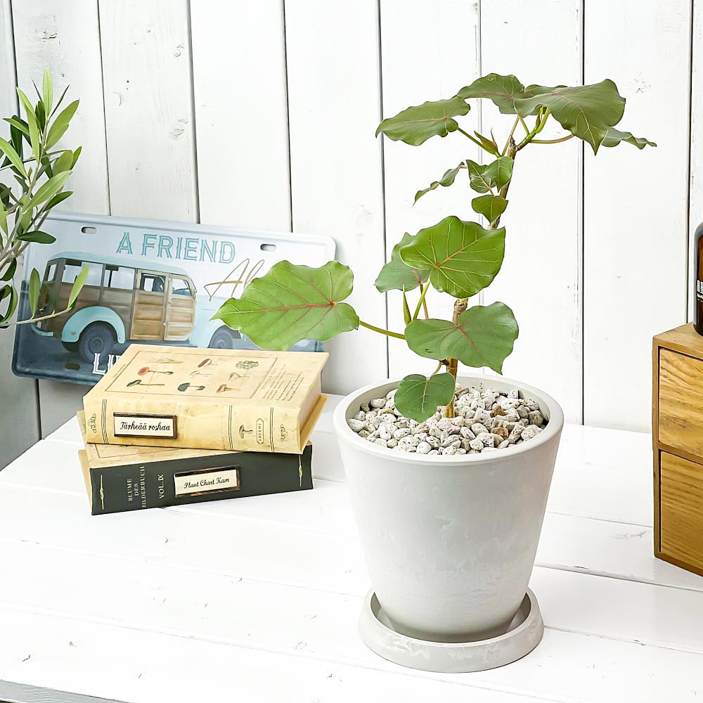 PLANCHU 観葉植物 フィカス ペティオラリス 5号樹脂鉢 ホワイト サスティー付き 受け皿付き 育て方説明書付き Ficus petiolaris コーデックス