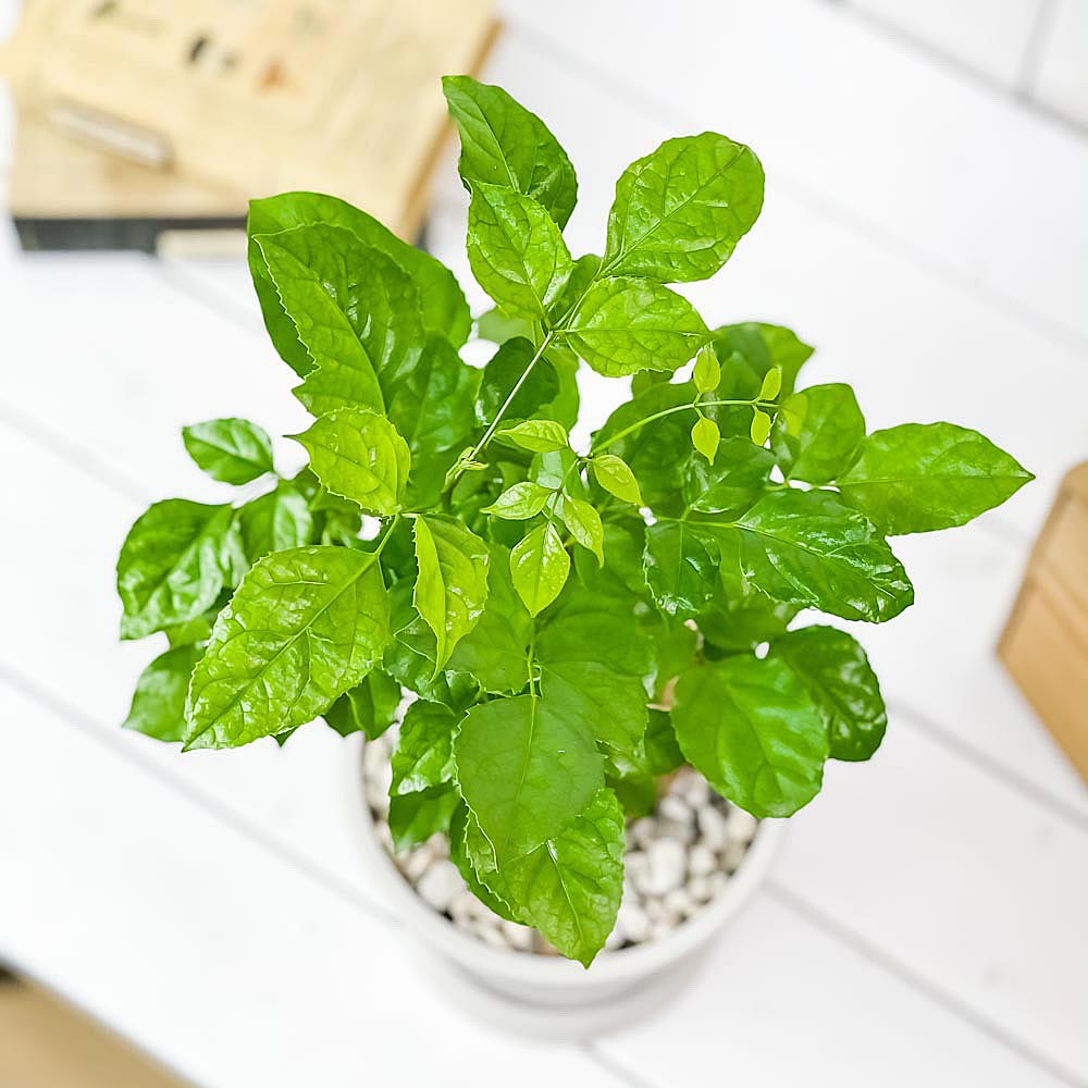 PLANCHU 観葉植物 ヘテロパナックス フラグランス 5号樹脂鉢 ホワイト サスティー付き 受け皿付き 育て方説明書付き Heteropanax fragrans