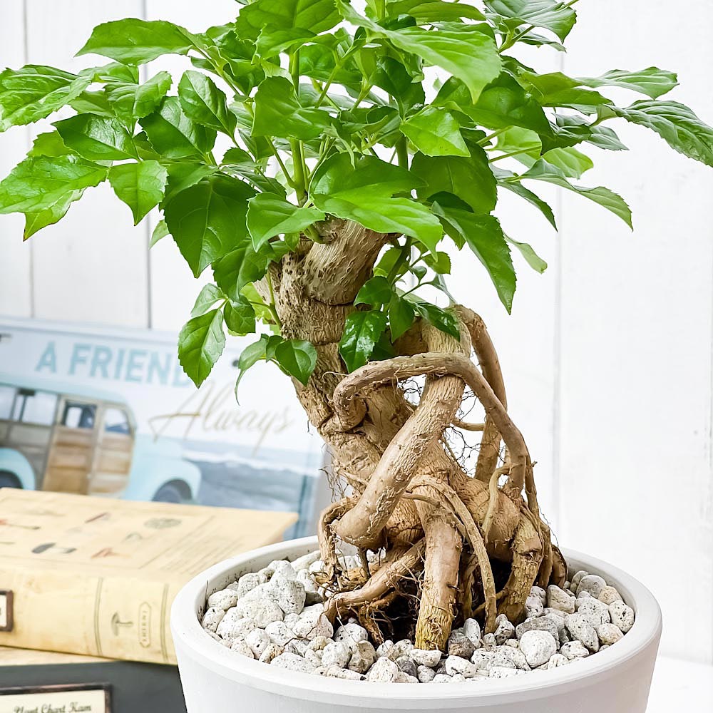 PLANCHU 観葉植物 ヘテロパナックス フラグランス 5号樹脂鉢 ホワイト サスティー付き 受け皿付き 育て方説明書付き Heteropanax fragrans