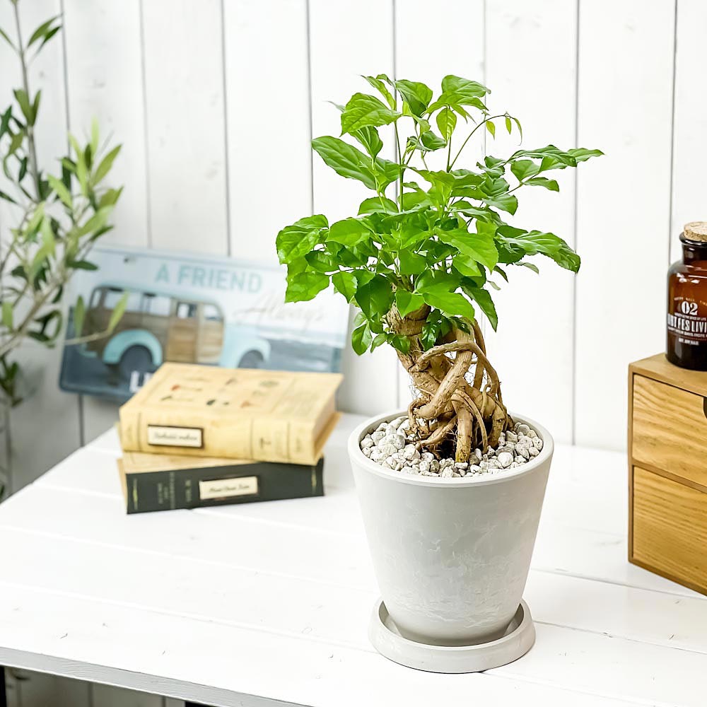 PLANCHU 観葉植物 ヘテロパナックス フラグランス 5号樹脂鉢 ホワイト サスティー付き 受け皿付き 育て方説明書付き Heteropanax fragrans