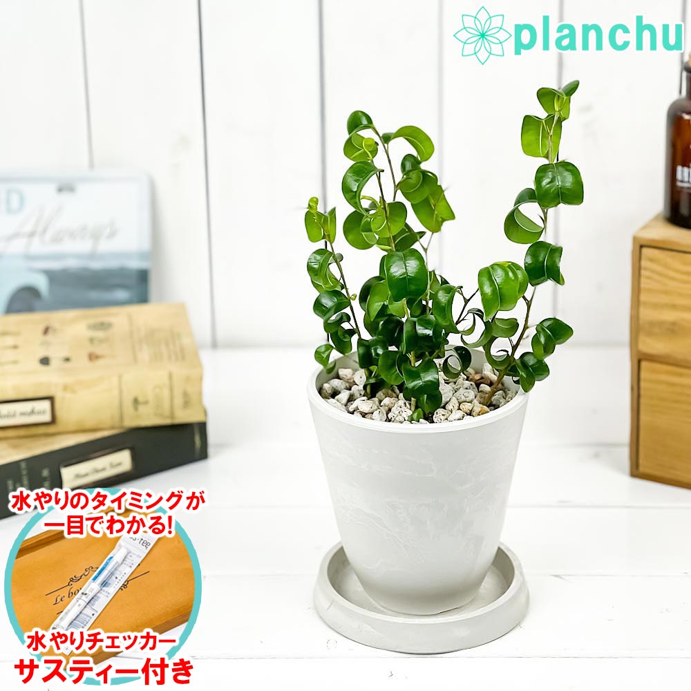PLANCHU 観葉植物 フィカス ベンジャミン バロック 4号樹脂鉢 ホワイト サスティー付き 受け皿付き 育て方説明書付き Ficus benjamina ‘Barok’ 幸運を呼ぶ木