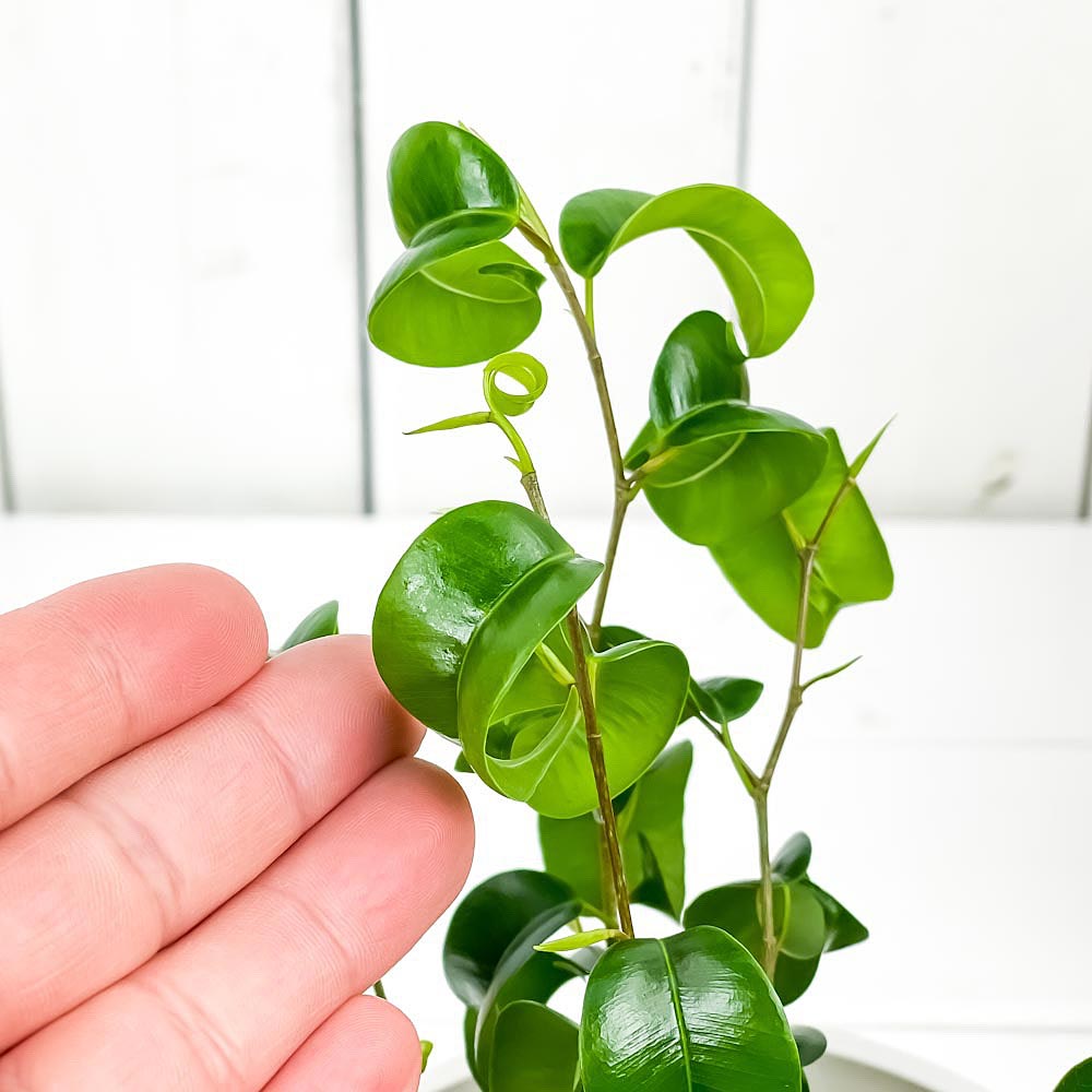 PLANCHU 観葉植物 フィカス ベンジャミン バロック 4号樹脂鉢 ホワイト サスティー付き 受け皿付き 育て方説明書付き Ficus benjamina ‘Barok’ 幸運を呼ぶ木