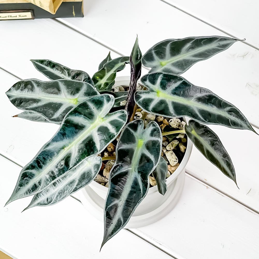 PLANCHU 観葉植物 アロカシア バンビーノ アロー 4号樹脂鉢 ホワイト サスティー付き 受け皿付き 育て方説明書付き Alocasia ‘Bambino Arrow’ アロイド