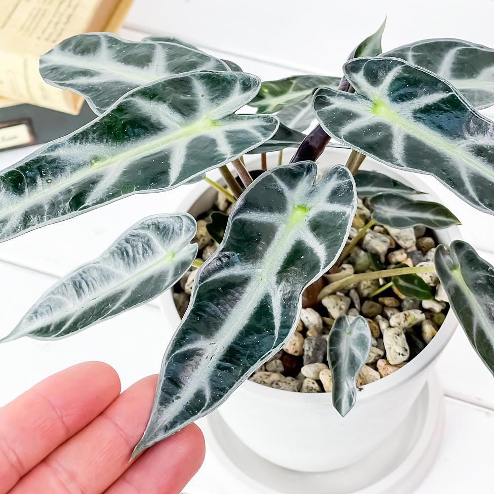 PLANCHU 観葉植物 アロカシア バンビーノ アロー 4号樹脂鉢 ホワイト サスティー付き 受け皿付き 育て方説明書付き Alocasia ‘Bambino Arrow’ アロイド