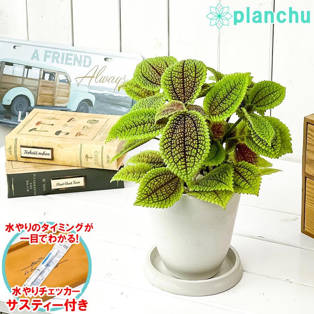 PLANCHU 観葉植物 ピレア ムーンバレー 4号樹脂鉢 ホワイト サスティー付き 受け皿付き 育て方説明書付き Pilea mollis ‘Moon Valley’