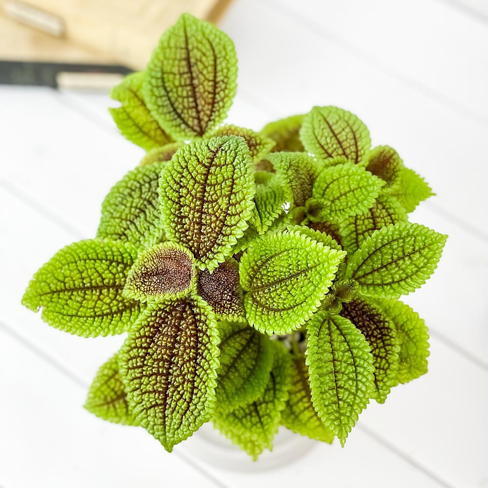 PLANCHU 観葉植物 ピレア ムーンバレー 4号樹脂鉢 ホワイト サスティー付き 受け皿付き 育て方説明書付き Pilea mollis ‘Moon Valley’