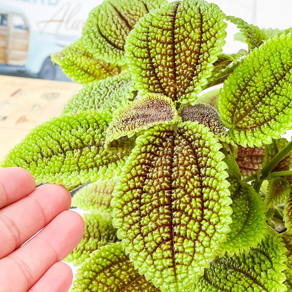 PLANCHU 観葉植物 ピレア ムーンバレー 4号樹脂鉢 ホワイト サスティー付き 受け皿付き 育て方説明書付き Pilea mollis ‘Moon Valley’