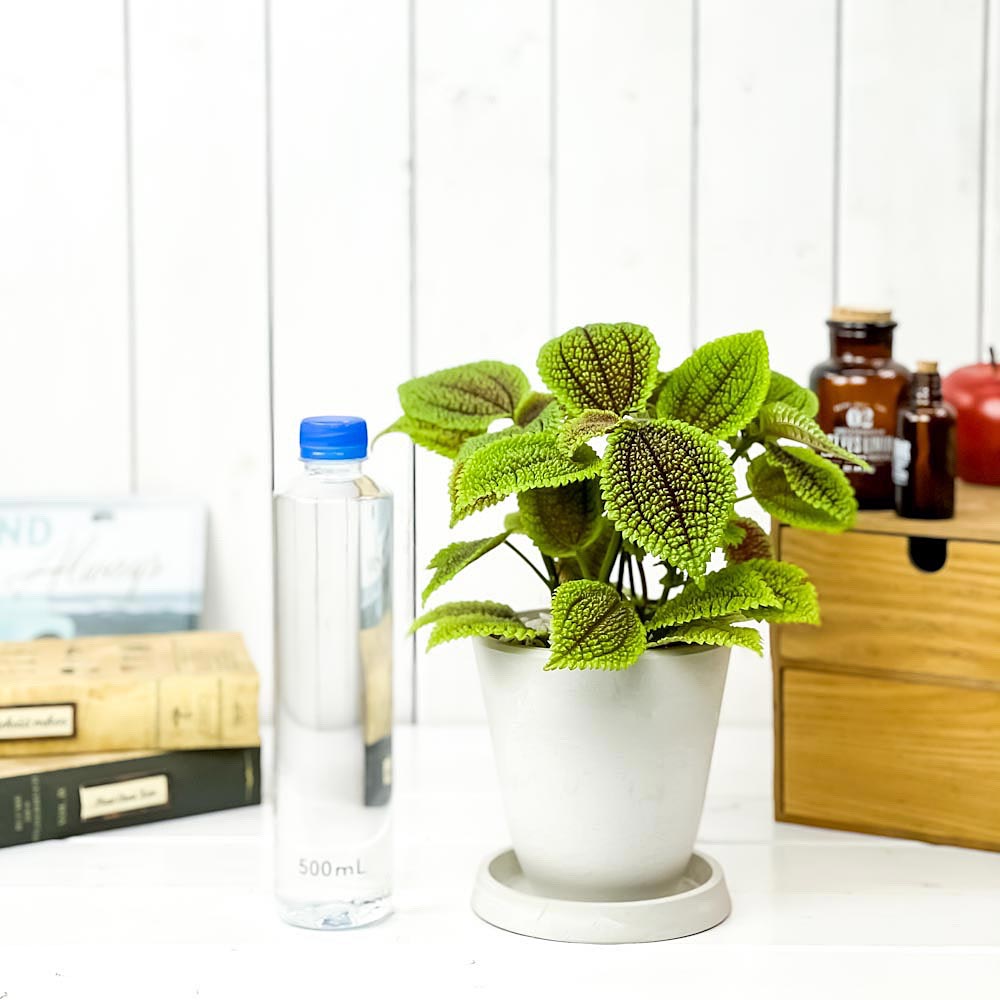 PLANCHU 観葉植物 ピレア ムーンバレー 4号樹脂鉢 ホワイト サスティー付き 受け皿付き 育て方説明書付き Pilea mollis ‘Moon Valley’