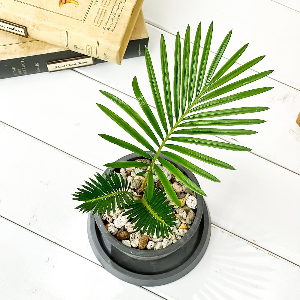 PLANCHU 観葉植物 ソテツ 3.5号樹脂鉢 ミディダークグレー サスティー付き 受け皿付き 育て方説明書付き Cycas revoluta 蘇鉄 生きた化石