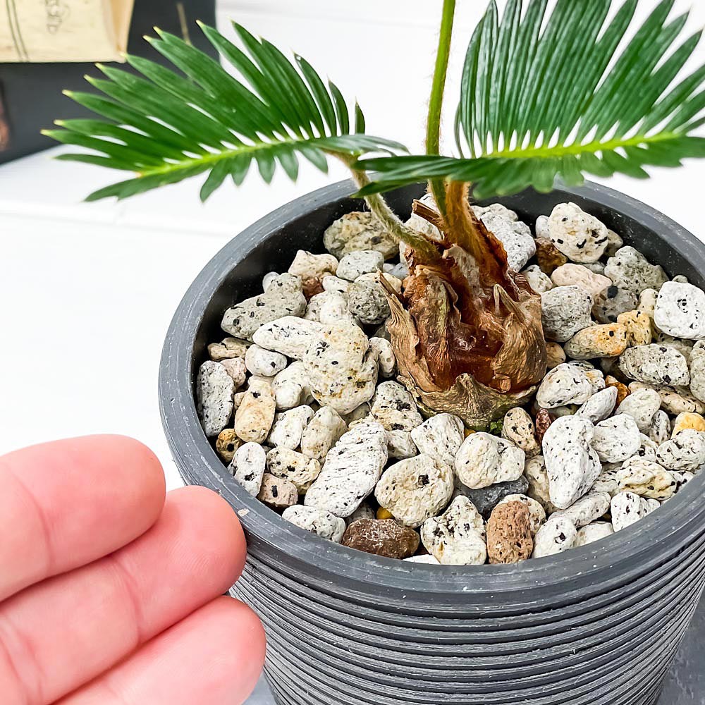 PLANCHU 観葉植物 ソテツ 3.5号樹脂鉢 ミディダークグレー サスティー付き 受け皿付き 育て方説明書付き Cycas revoluta 蘇鉄 生きた化石