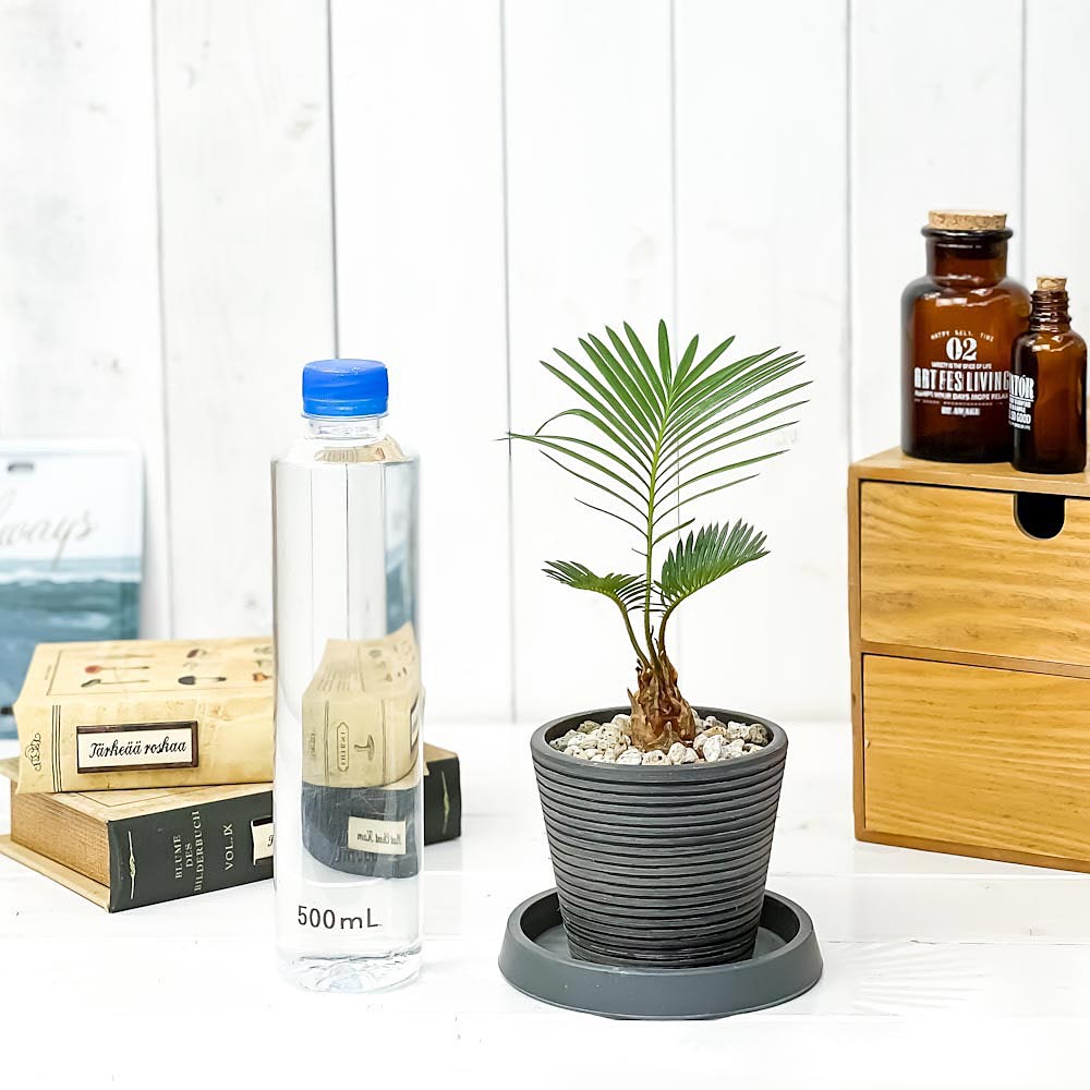 PLANCHU 観葉植物 ソテツ 3.5号樹脂鉢 ミディダークグレー サスティー付き 受け皿付き 育て方説明書付き Cycas revoluta 蘇鉄 生きた化石