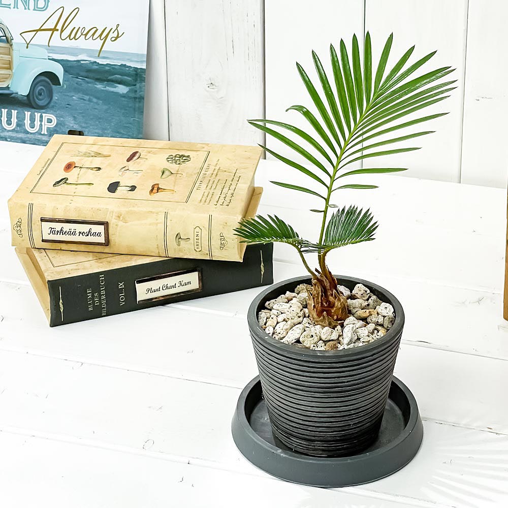PLANCHU 観葉植物 ソテツ 3.5号樹脂鉢 ミディダークグレー サスティー付き 受け皿付き 育て方説明書付き Cycas revoluta 蘇鉄 生きた化石