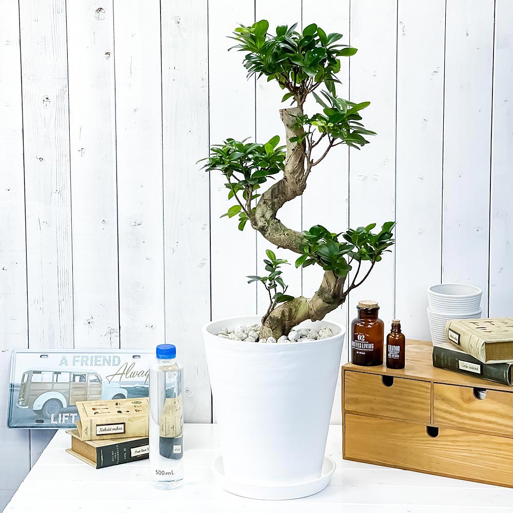 PLANCHU 観葉植物 ガジュマル 昇り竜 8号鉢 受け皿付き 育て方説明書付き Ficus microcarpa フィカス ミクロカルパ 精霊の宿る木