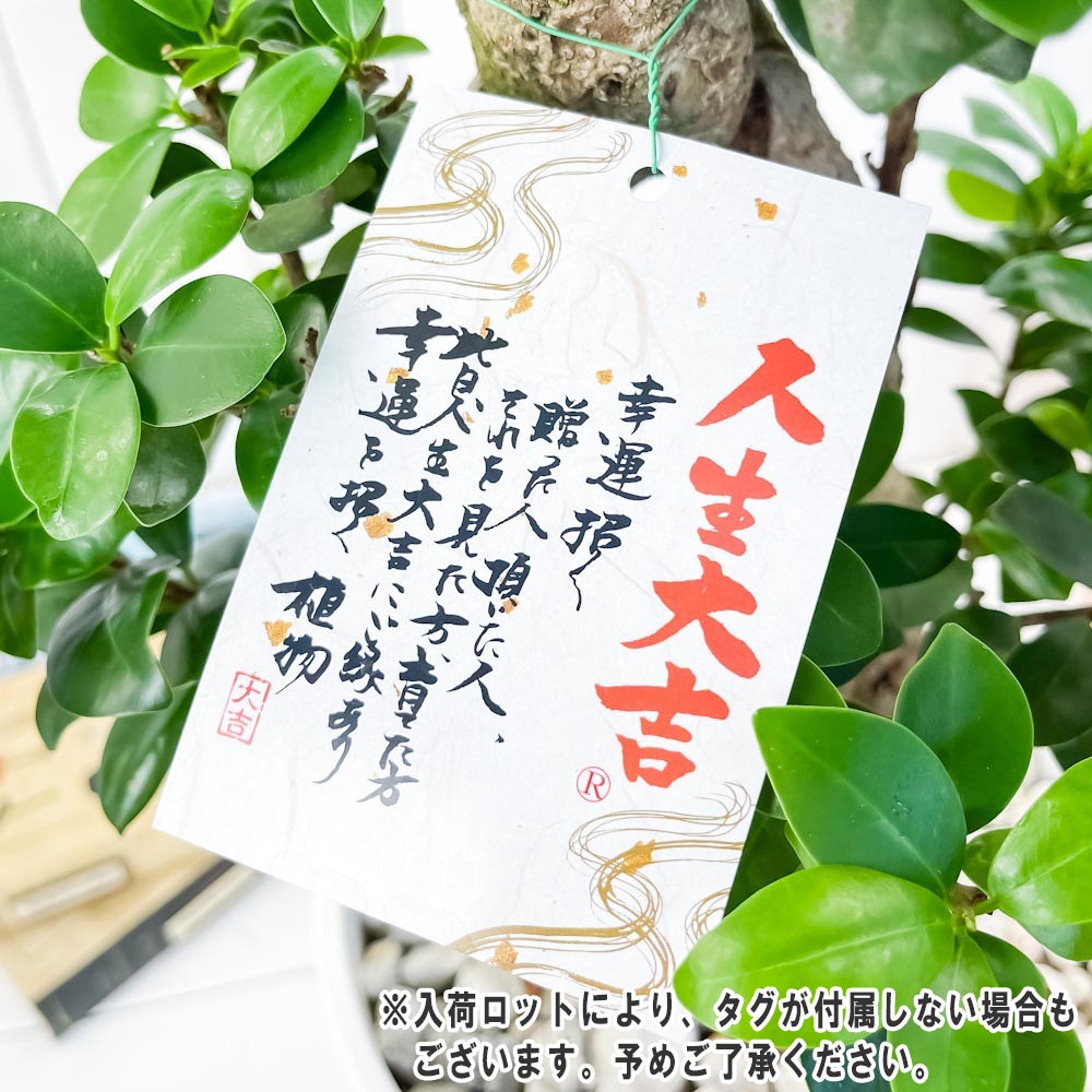 PLANCHU 観葉植物 ガジュマル 昇り竜 8号鉢 受け皿付き 育て方説明書付き Ficus microcarpa フィカス ミクロカルパ 精霊の宿る木
