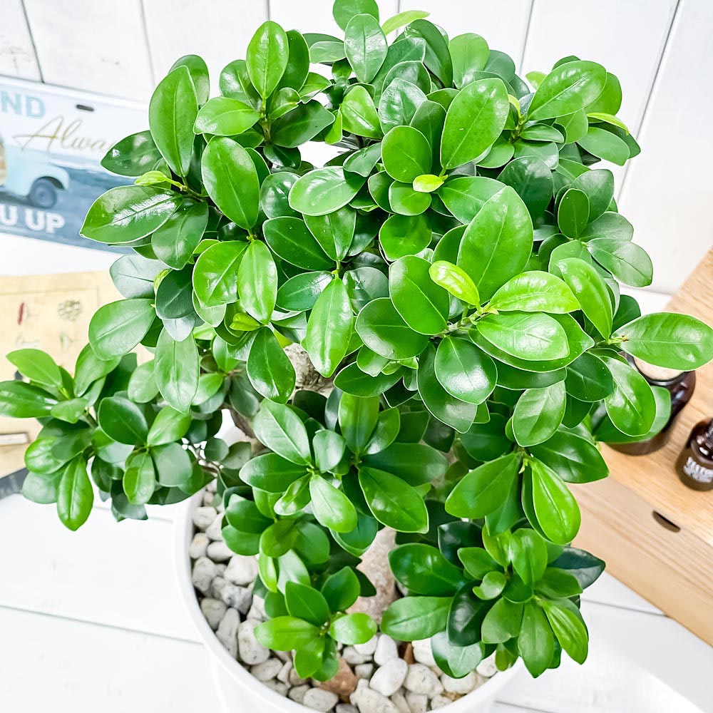 PLANCHU 観葉植物 ガジュマル 八の字 8号鉢 受け皿付き 育て方説明書付き Ficus microcarpa フィカス ミクロカルパ 精霊の宿る木