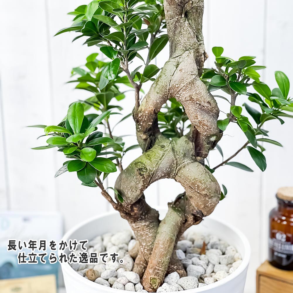 PLANCHU 観葉植物 ガジュマル 八の字 8号鉢 受け皿付き 育て方説明書付き Ficus microcarpa フィカス ミクロカルパ 精霊の宿る木