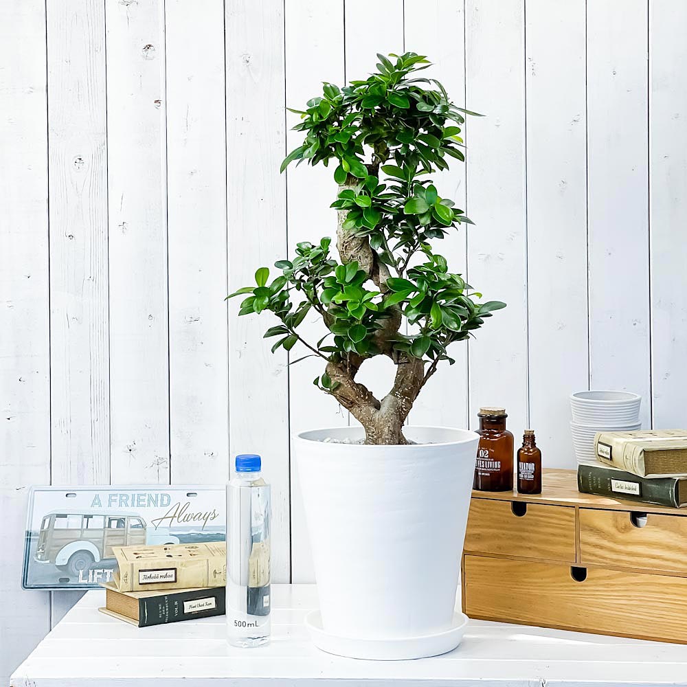 PLANCHU 観葉植物 ガジュマル 八の字 8号鉢 受け皿付き 育て方説明書付き Ficus microcarpa フィカス ミクロカルパ 精霊の宿る木