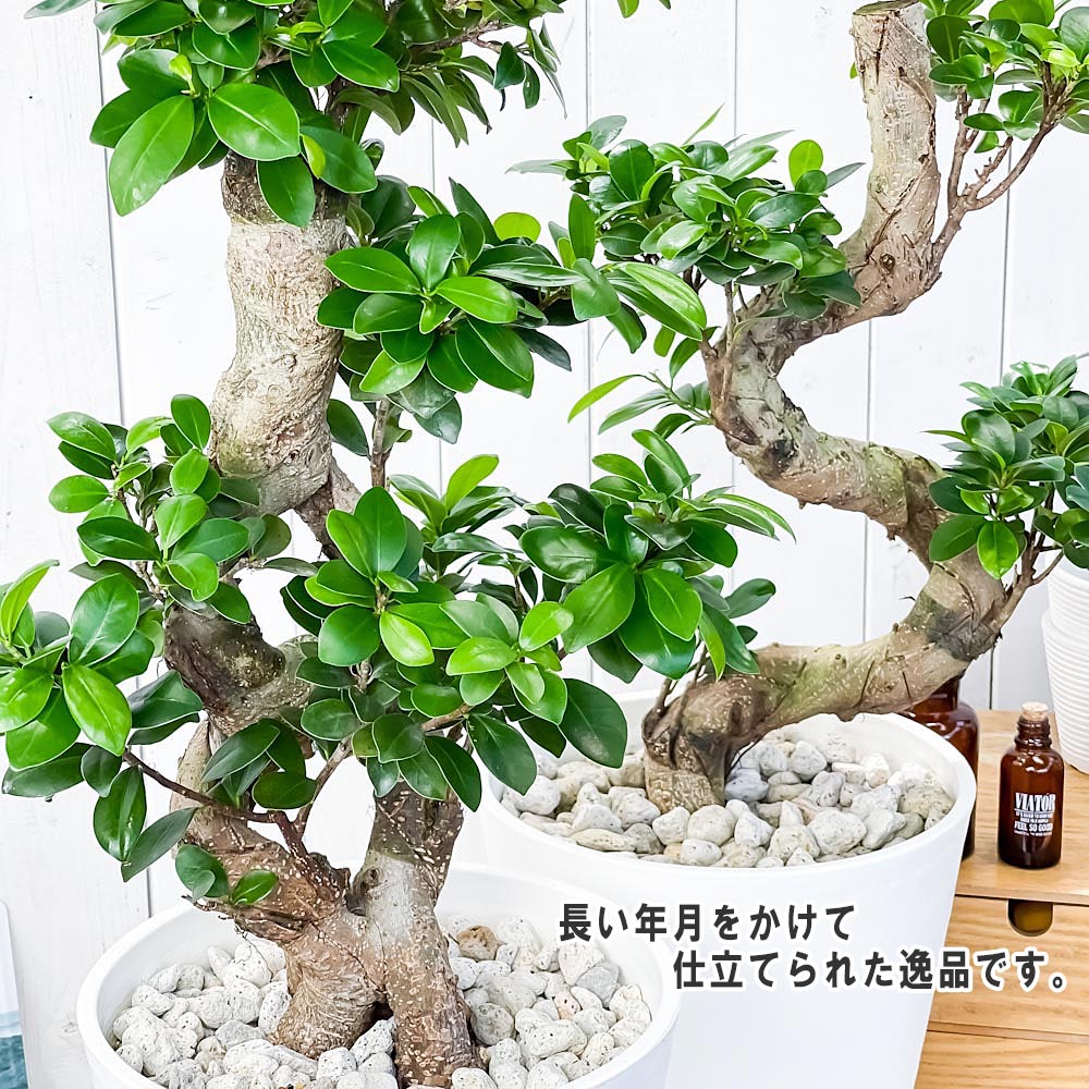 PLANCHU 観葉植物 ガジュマル 昇り竜&八の字 2鉢セット 8号鉢 受け皿付き 育て方説明書付き Ficus microcarpa フィカス ミクロカルパ 精霊の宿る木