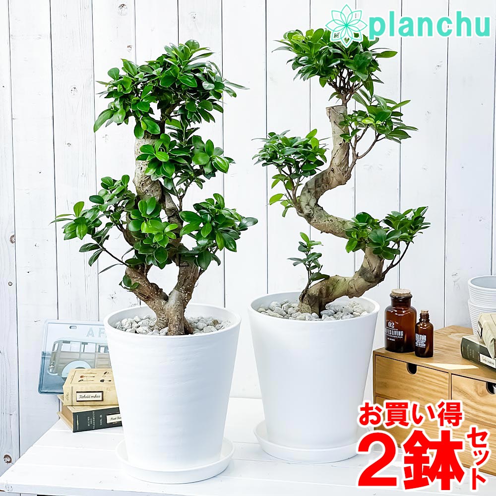 PLANCHU 観葉植物 ガジュマル 昇り竜&八の字 2鉢セット 8号鉢 受け皿付き 育て方説明書付き Ficus microcarpa フィカス ミクロカルパ 精霊の宿る木