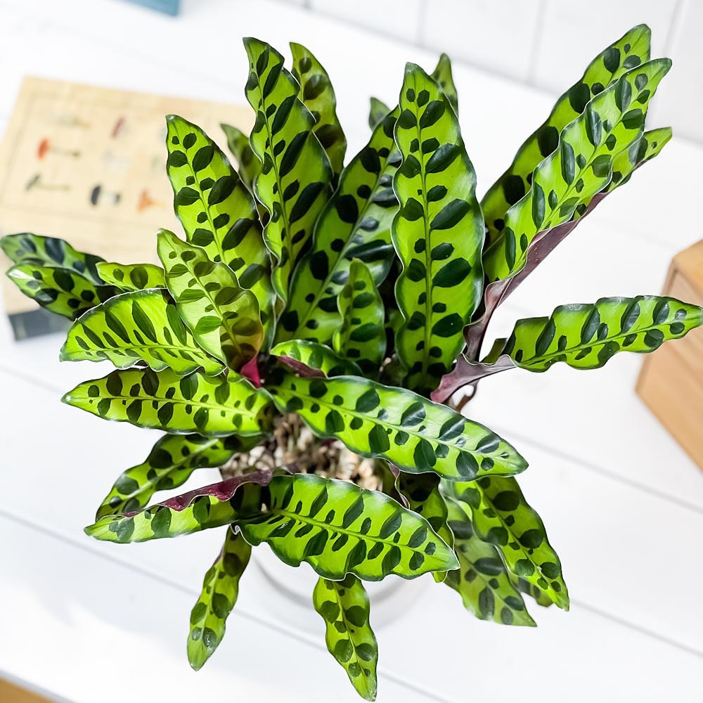 PLANCHU 観葉植物 カラテア ランキフォリア 5号樹脂鉢 ホワイト サスティー付き 受け皿付き 育て方説明書付き Calathea lancifolia インシグニス