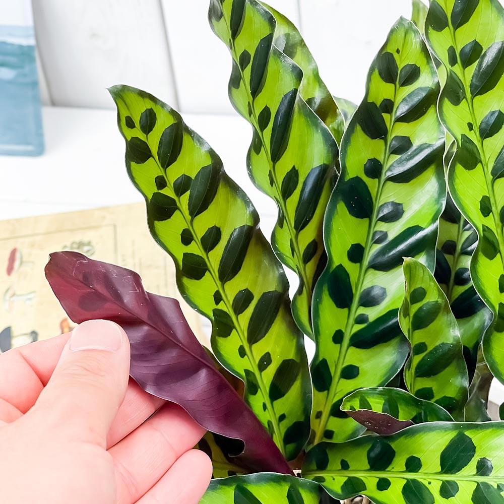 PLANCHU 観葉植物 カラテア ランキフォリア 5号樹脂鉢 ホワイト サスティー付き 受け皿付き 育て方説明書付き Calathea lancifolia インシグニス