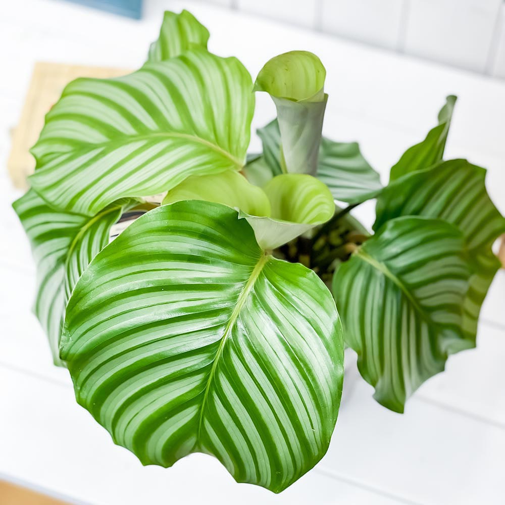 PLANCHU 観葉植物 カラテア オルビフォリア 5号樹脂鉢 ホワイト サスティー付き 受け皿付き 育て方説明書付き Calathea orbifolia