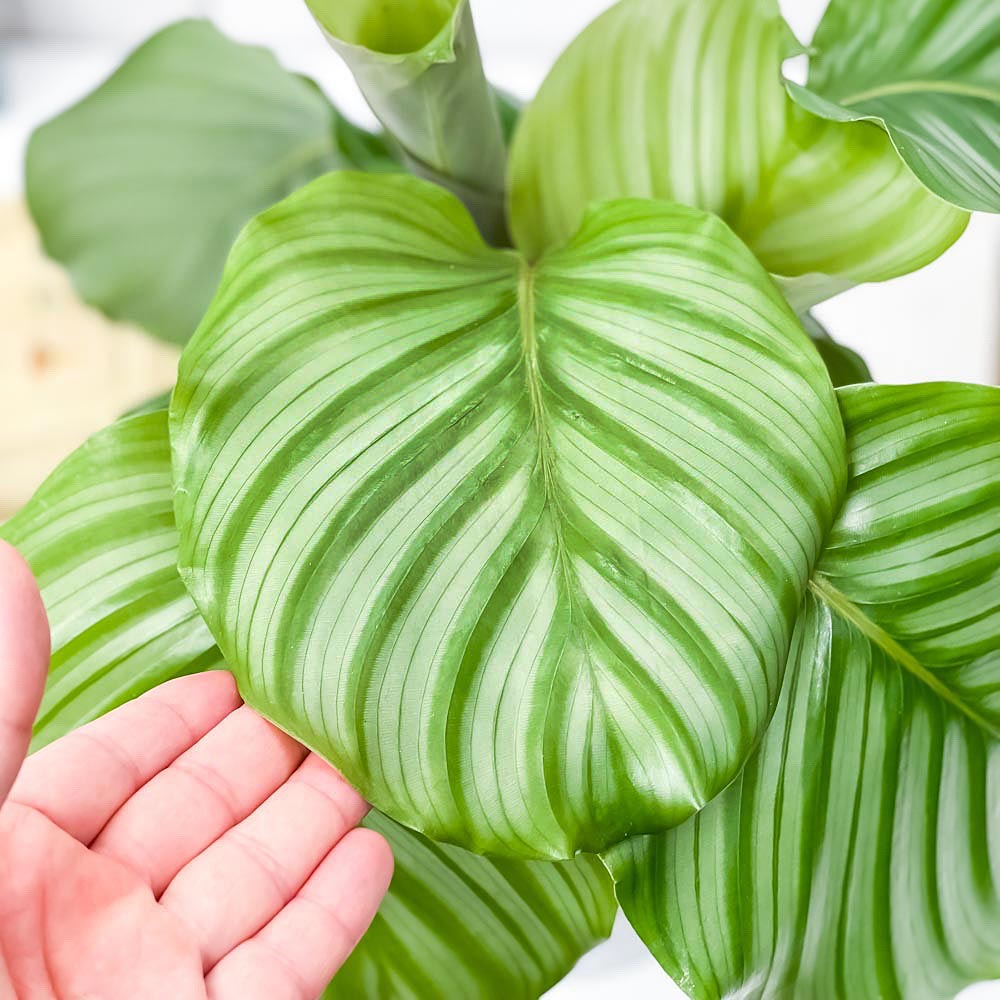 PLANCHU 観葉植物 カラテア オルビフォリア 5号樹脂鉢 ホワイト サスティー付き 受け皿付き 育て方説明書付き Calathea orbifolia
