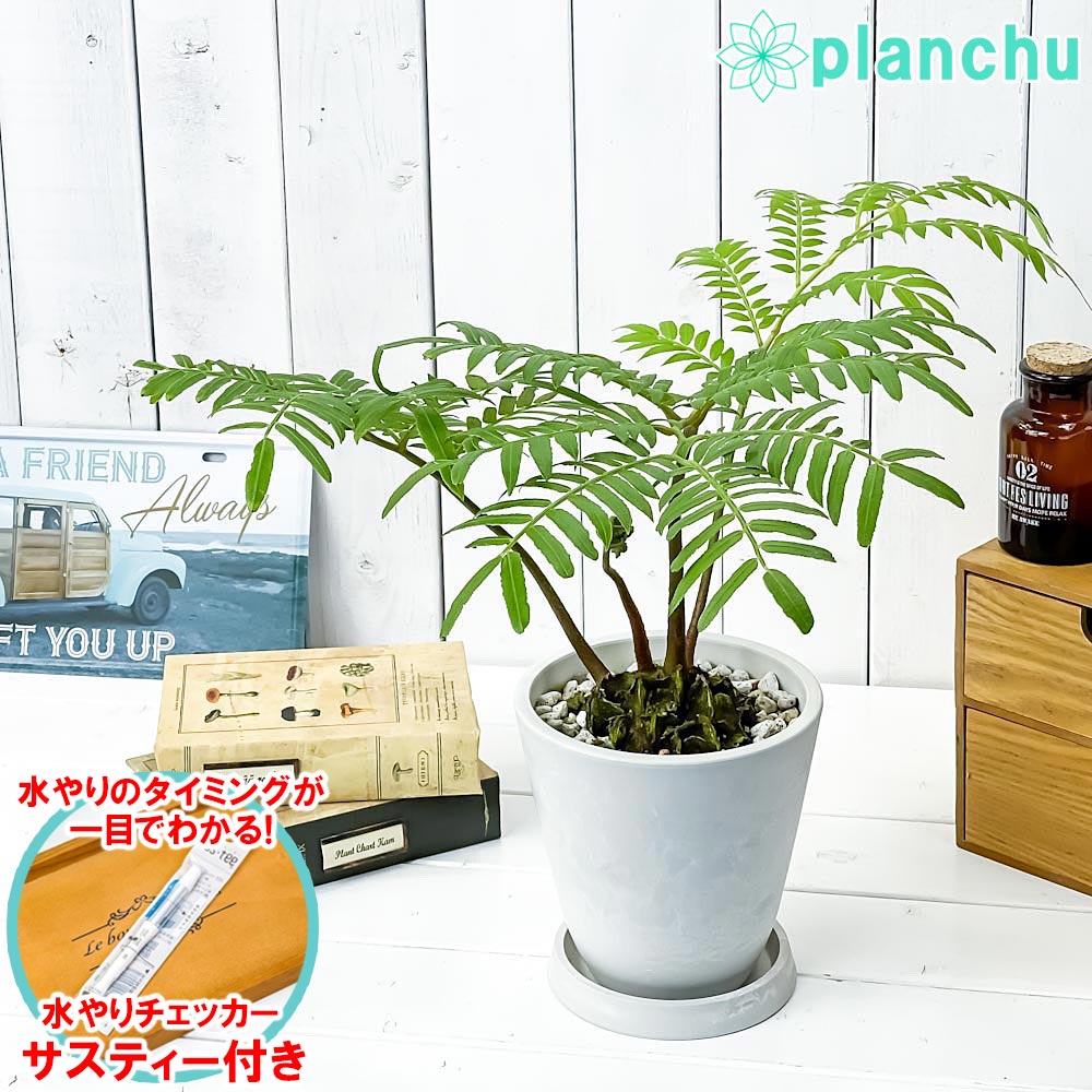 PLANCHU 観葉植物 リュウビンタイ 5号樹脂鉢 ホワイト サスティー付き