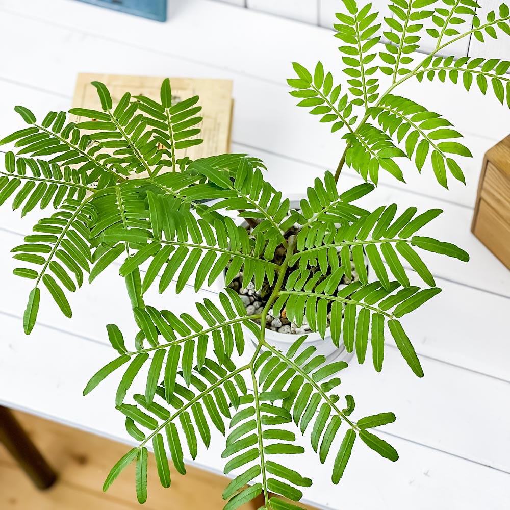 PLANCHU 観葉植物 リュウビンタイ 5号樹脂鉢 ホワイト サスティー付き 受け皿付き 育て方説明書付き Angiopteris シダ
