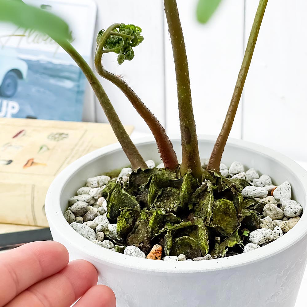 PLANCHU 観葉植物 リュウビンタイ 5号樹脂鉢 ホワイト サスティー付き 受け皿付き 育て方説明書付き Angiopteris シダ