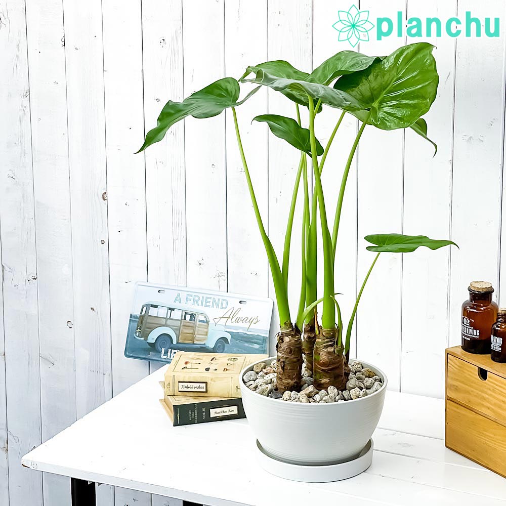 PLANCHU 観葉植物 アロカシア シマクワズイモ 8号平鉢 受け皿付き 育て