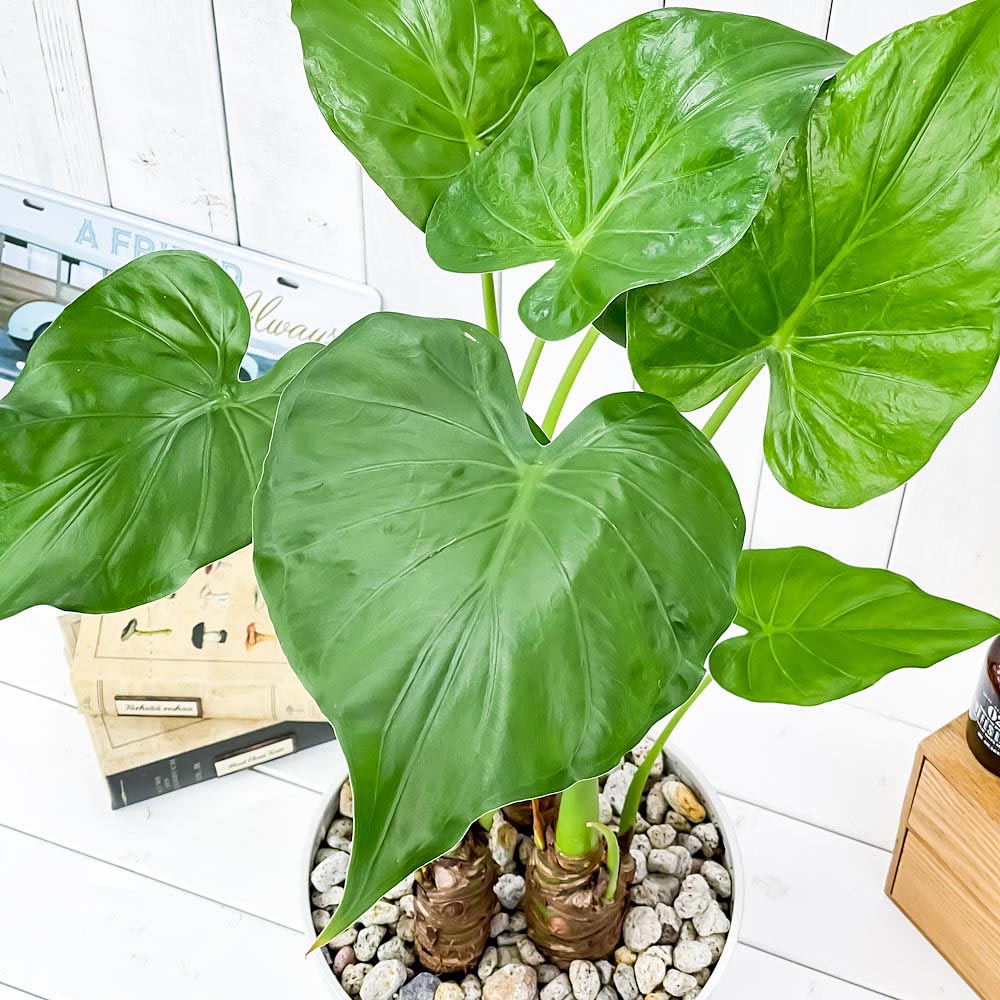PLANCHU 観葉植物 アロカシア シマクワズイモ 8号平鉢 受け皿付き 育て方説明書付き Alocasia cucullata アロイド