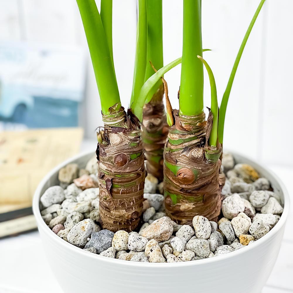 PLANCHU 観葉植物 アロカシア シマクワズイモ 8号平鉢 受け皿付き 育て方説明書付き Alocasia cucullata アロイド