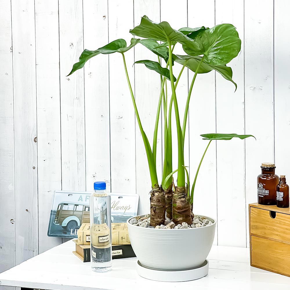 PLANCHU 観葉植物 アロカシア シマクワズイモ 8号平鉢 受け皿付き 育て方説明書付き Alocasia cucullata アロイド