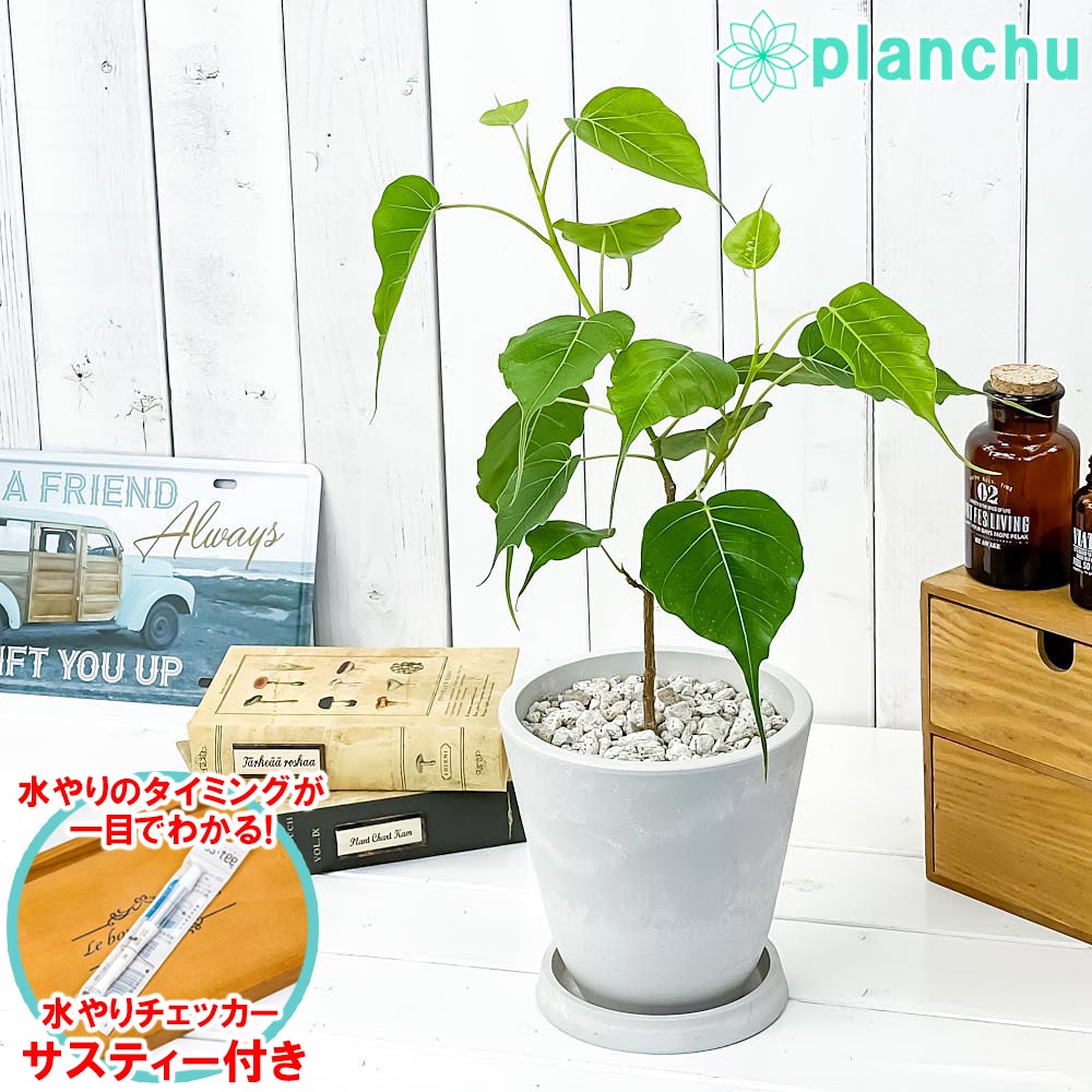 PLANCHU 観葉植物 フィカス レリジオーサ 5号樹脂鉢 ホワイト サスティー付き 受け皿付き 育て方説明書付き Ficus religiosa インドボダイジュ スリーマハーボダイジュ