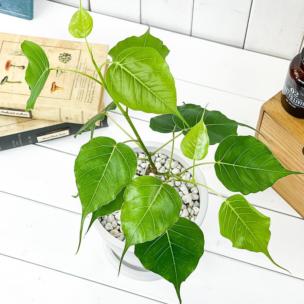 PLANCHU 観葉植物 フィカス レリジオーサ 5号樹脂鉢 ホワイト サスティー付き 受け皿付き 育て方説明書付き Ficus religiosa インドボダイジュ スリーマハーボダイジュ