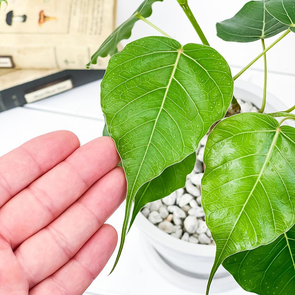 PLANCHU 観葉植物 フィカス レリジオーサ 5号樹脂鉢 ホワイト サスティー付き 受け皿付き 育て方説明書付き Ficus religiosa インドボダイジュ スリーマハーボダイジュ