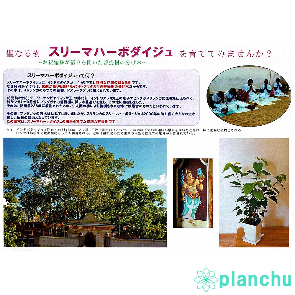 PLANCHU 観葉植物 フィカス レリジオーサ 5号樹脂鉢 ホワイト サスティー付き 受け皿付き 育て方説明書付き Ficus religiosa インドボダイジュ スリーマハーボダイジュ