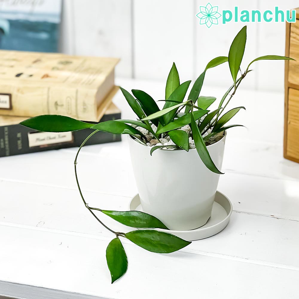 PLANCHU 観葉植物 ホヤ デビットクミンギー 3.5号鉢 受け皿付き 育て方説明書付き Hoya davidcummingii ガガイモ サクララン 桜蘭