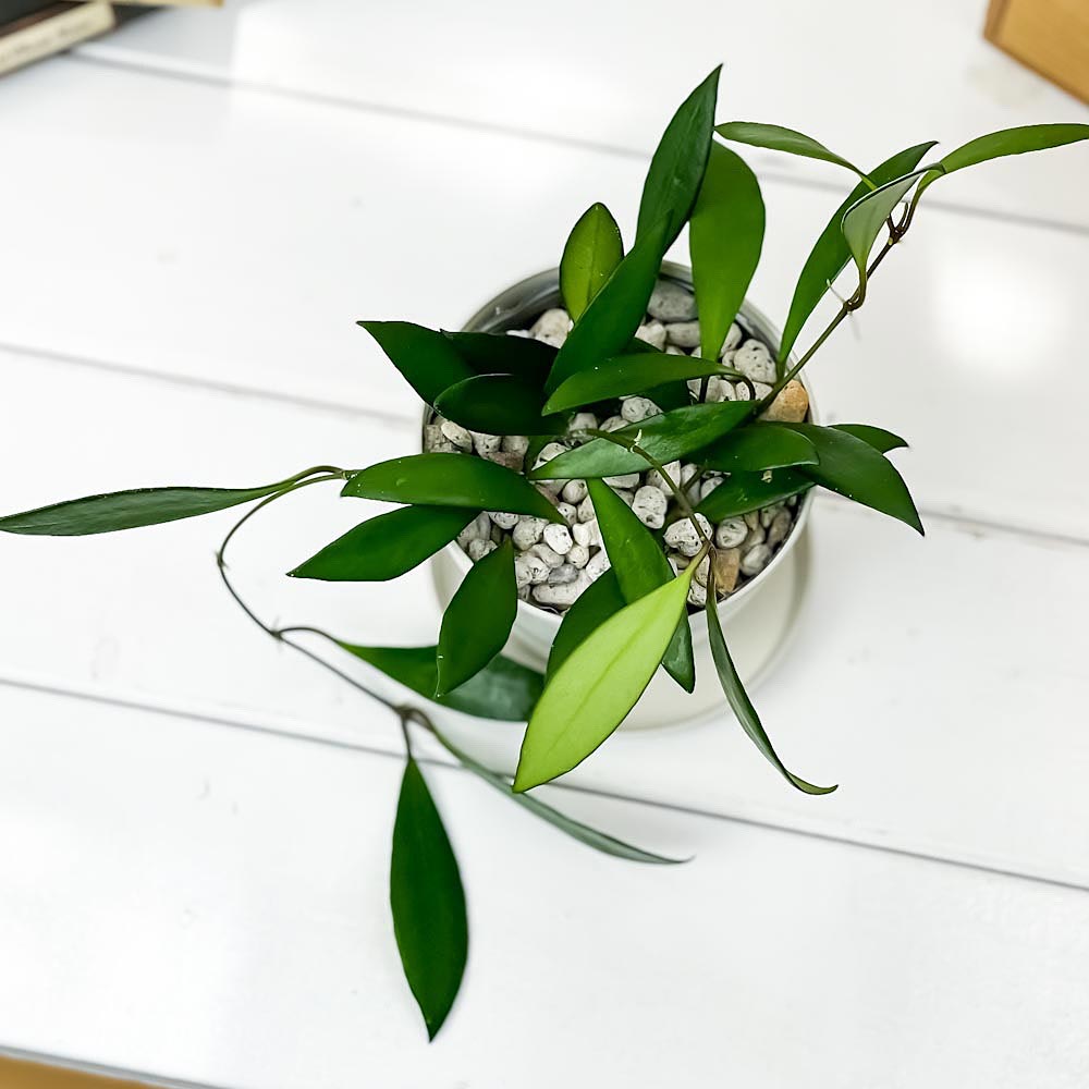 PLANCHU 観葉植物 ホヤ デビットクミンギー 3.5号鉢 受け皿付き 育て方説明書付き Hoya davidcummingii ガガイモ サクララン 桜蘭