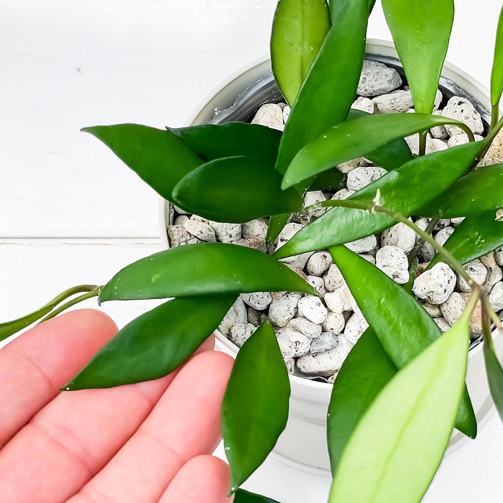 PLANCHU 観葉植物 ホヤ デビットクミンギー 3.5号鉢 受け皿付き 育て方説明書付き Hoya davidcummingii ガガイモ サクララン 桜蘭
