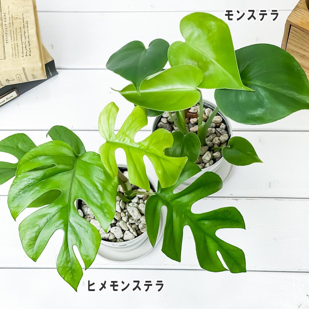 PLANCHU 観葉植物 モンステラ & ヒメモンステラ 2種セット 3.5号鉢 受け皿付き 育て方説明書付き