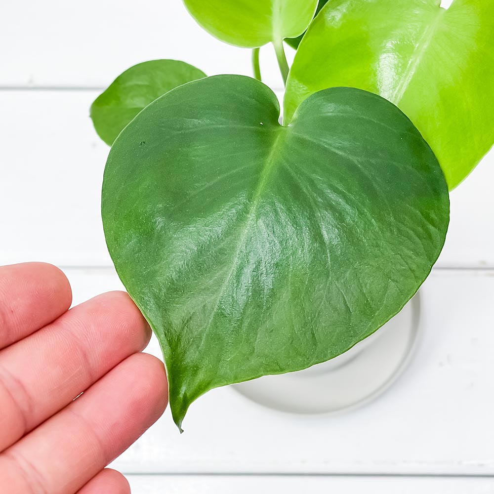 PLANCHU 観葉植物 モンステラ & マドカズラ 2種セット 3.5号鉢 受け皿付き 育て方説明書付き